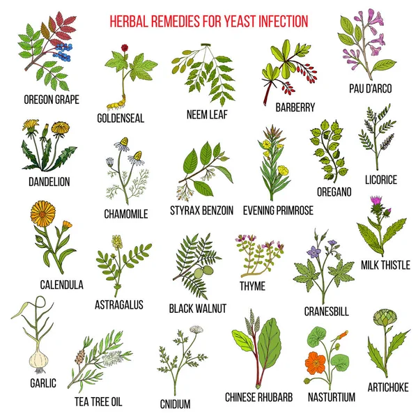 Los mejores remedios herbarios para la infección por levaduras — Vector de stock