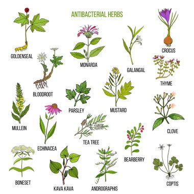 Best antibacterial herbs clipart