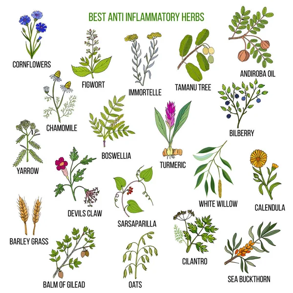 Las mejores hierbas antiinflamatorias — Vector de stock