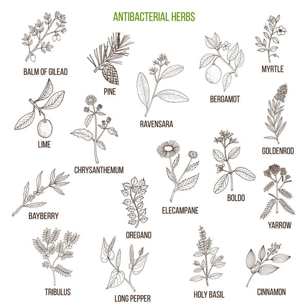 Best antibacterial herbs