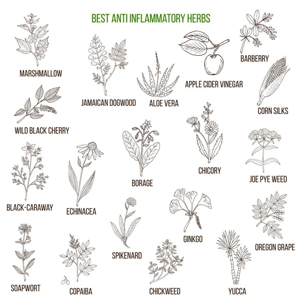 Las mejores hierbas antiinflamatorias — Vector de stock