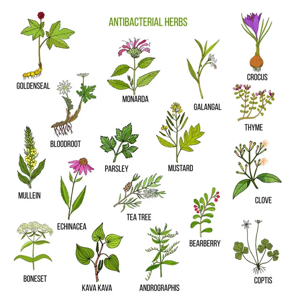 Meilleures herbes antibactériennes — Image vectorielle
