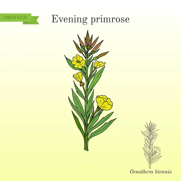 Primula serale Enotera biascar, pianta ornamentale e medicinale — Vettoriale Stock