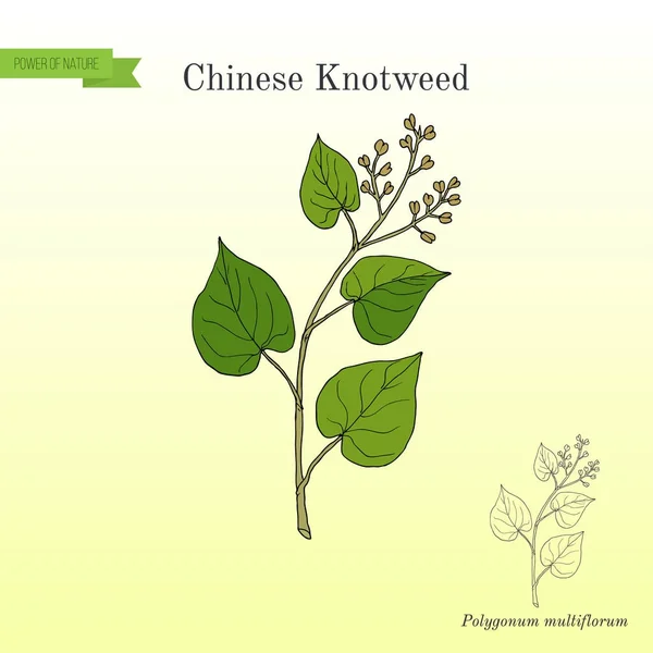 Chinese knotweed Polygonum multiflorum , fo-ti, medicinal plant — Stock Vector