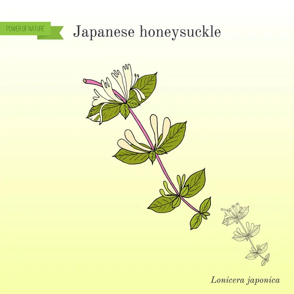 Japanese honeysuckle Lonicera japonica , medicinal plant — Stock Vector