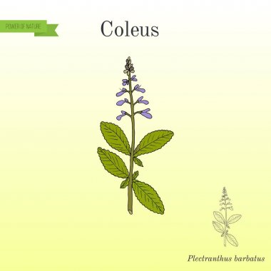 Hint coleus Plectranthus barbatus veya forskohlii, şifalı bitki