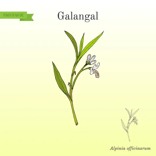 Galangal Alpinia officinarum, φαρμακευτικό φυτό — Διανυσματικό Αρχείο