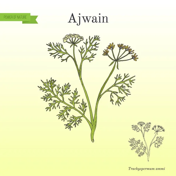 Ajwain trachyspermum ammi, vagy ajowan, köménnyel, fűszer gyógynövény — Stock Vector