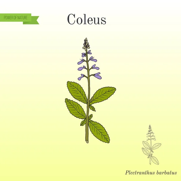 Colégio indiano Plectranthus barbatus, ou forskohlii, planta medicinal — Vetor de Stock