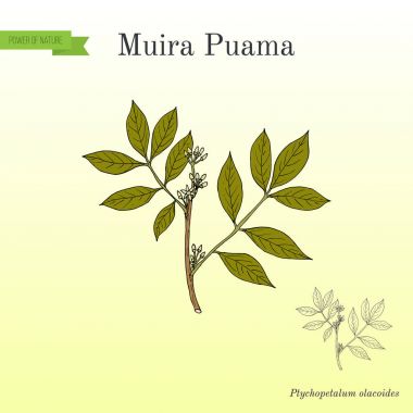 Muira Puama Ptychopetalum olacoides, şifalı bitki