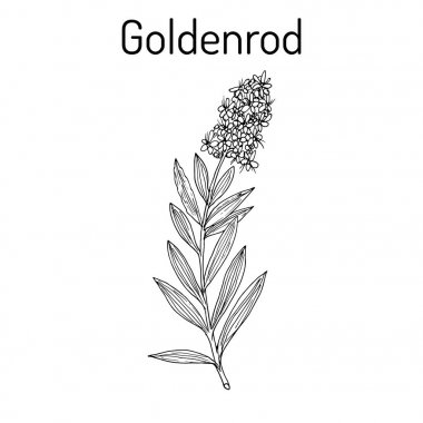 Altın Başak Solidago virgaurea veya Woundwort, şifalı bitki