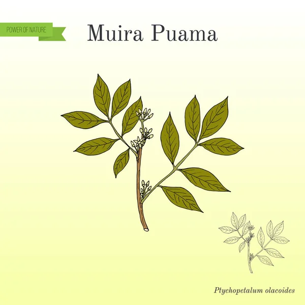 Muira Puama Ptychopetalum olacoides, planta medicinal — Vetor de Stock