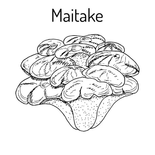 Maitake svamp häckar frondosa eller höna av skogen, medicinska anläggningen — Stock vektor