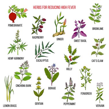 Yüksek ateş azaltmak için en iyi bitkisel ilaçlar