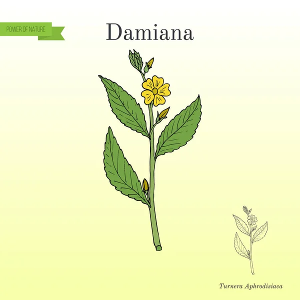 Damiana Turnera diffusa, planta medicinal — Vector de stock