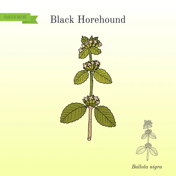 Black horehound Ballota nigra , medicinal plant — Stock Vector