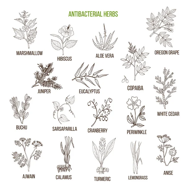 Meilleures herbes antibactériennes — Image vectorielle