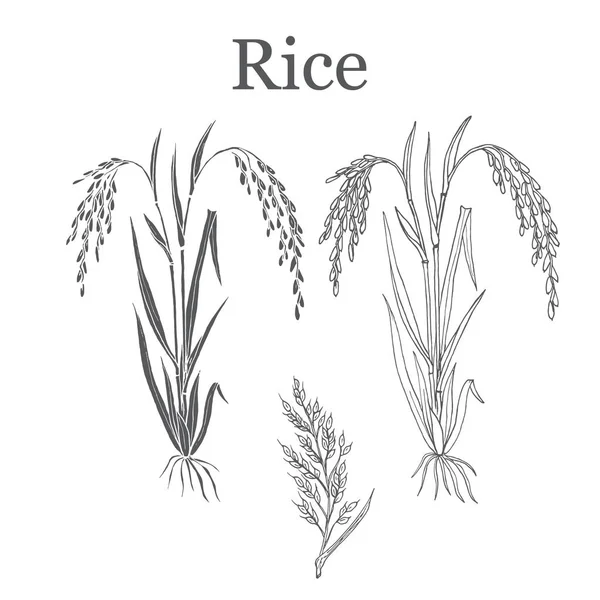 Illustration vectorielle des plants de riz — Image vectorielle