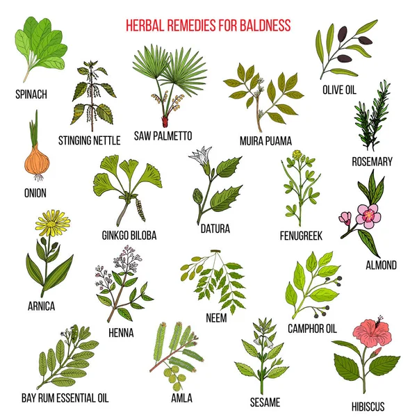 Remedios herbales para la calvicie — Archivo Imágenes Vectoriales