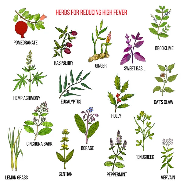 Meilleurs remèdes à base de plantes pour réduire la fièvre élevée — Image vectorielle