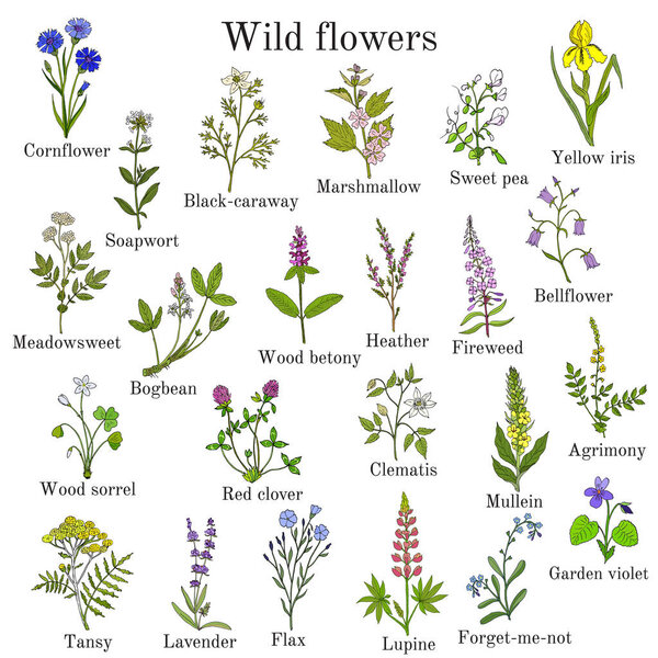 Wild flowers color set