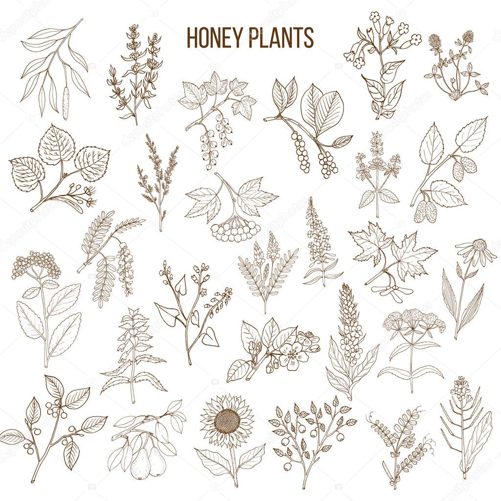 Plants - nectar sources for honey bees
