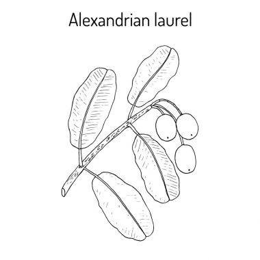 Alexandrian laurel Calophyllum inophyllum clipart