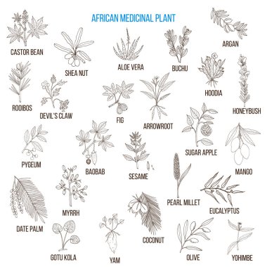 African medicinal plants clipart