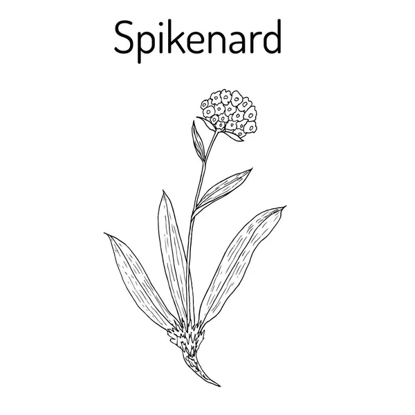 Spikenard Nardostachys jatamansi, ou nard, nardin, muskroot, planta medicinal — Vetor de Stock