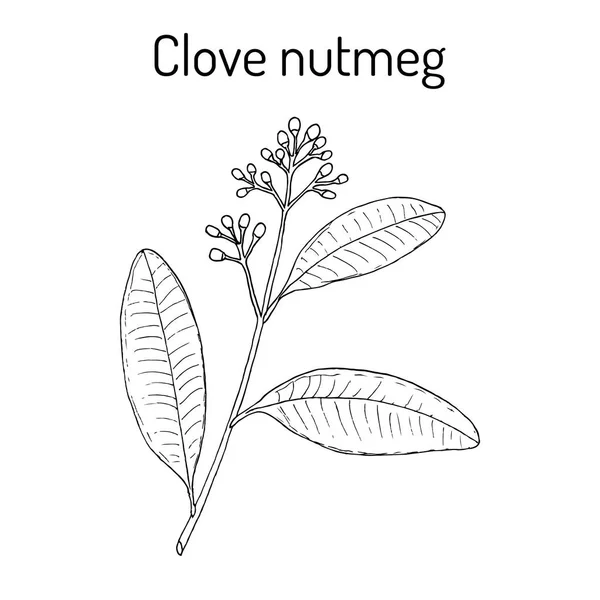 Clavo de nuez moscada Ravensara aromatica, planta aromática y medicinal — Vector de stock