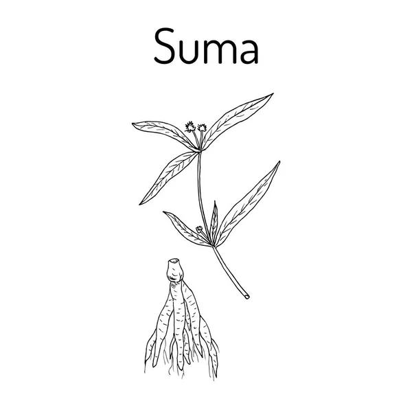 Suma root pfaffia paniculata, oder brasilianischer Ginseng — Stockvektor