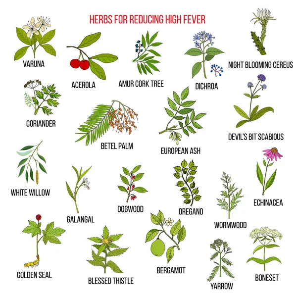 Cele mai bune plante pentru reducerea febrei ridicate — Vector de stoc