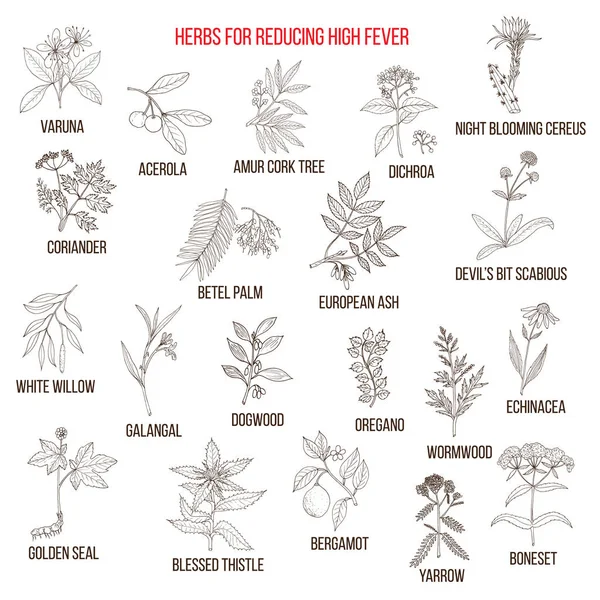 Meilleures herbes pour réduire la fièvre élevée — Image vectorielle