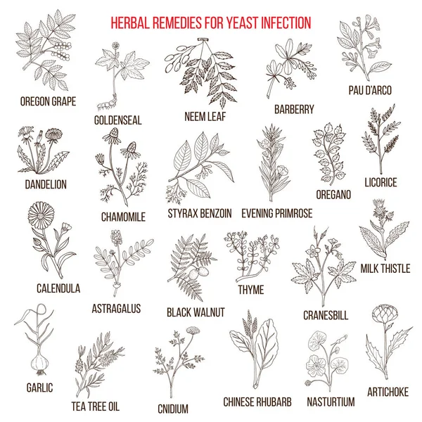 Los mejores remedios herbarios para la infección por levaduras — Vector de stock