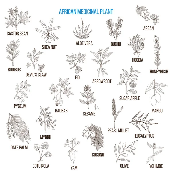 African medicinal plants Stock Illustration