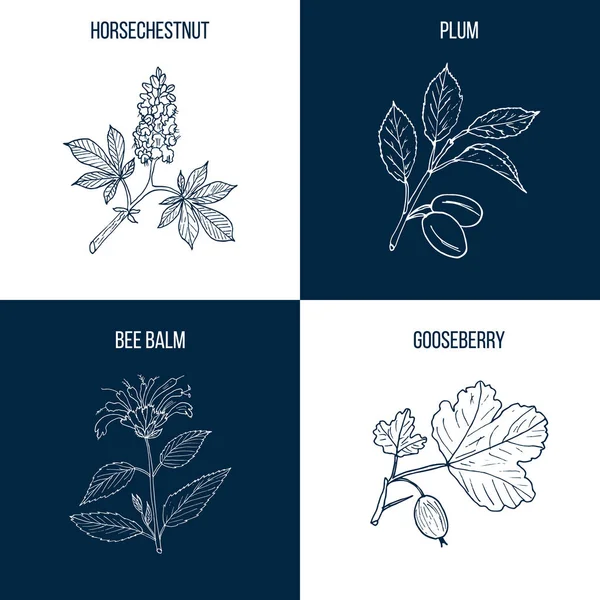 Conjunto de quatro plantas comestíveis e medicinais desenhadas à mão — Vetor de Stock