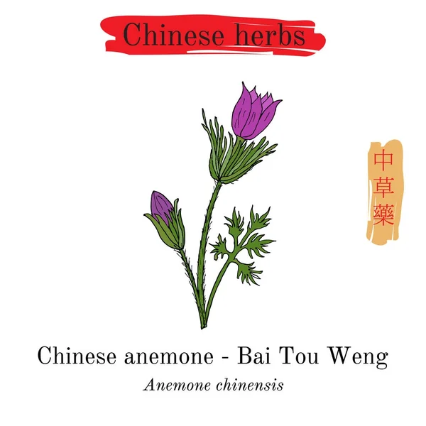 Herbes médicinales de Chine. Anémone chinoise — Image vectorielle