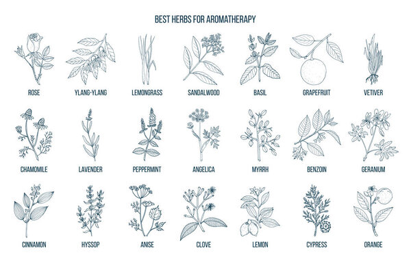 Best herbs for aromatherapy