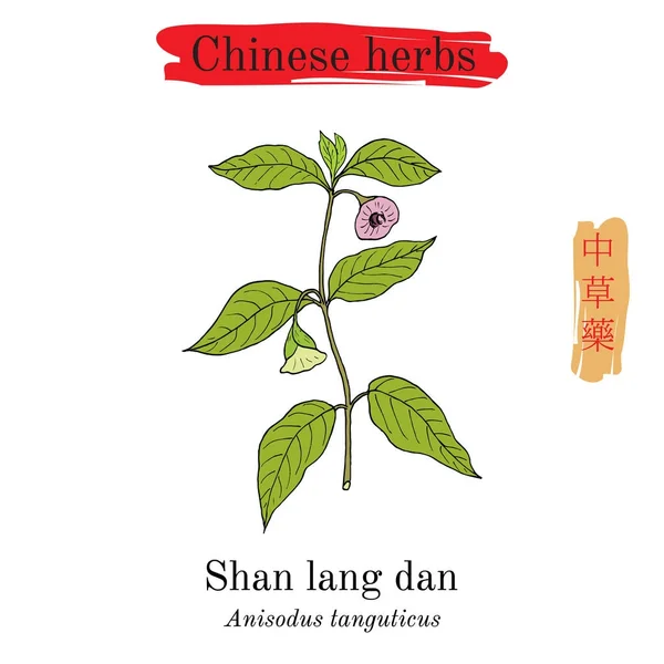 Herbes médicinales de Chine. Anisodus tanguticus . — Image vectorielle