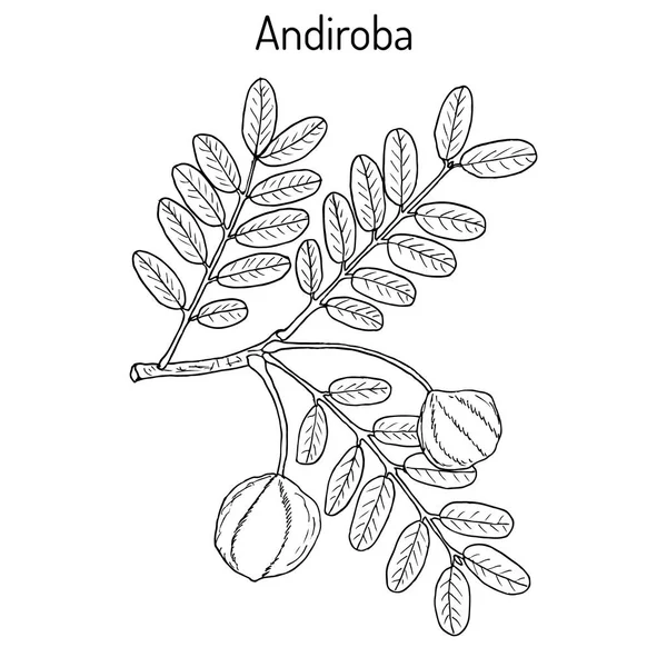 Andirobaカラパguianensis,薬用植物. — ストックベクタ
