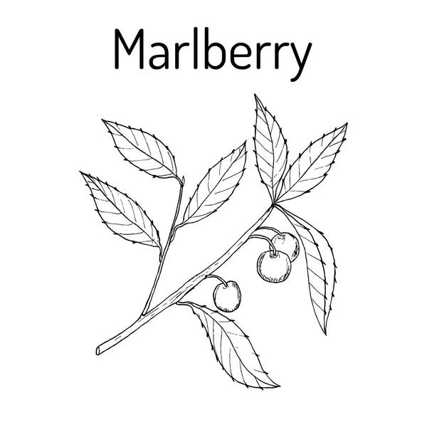 Marlberry 자금 japonica, 약용 식물. — 스톡 벡터