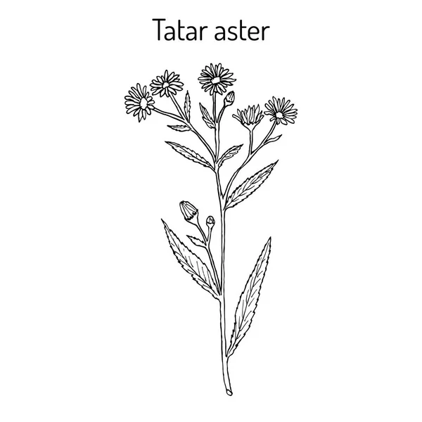 Tatarinows aster, medicinal plant. — Stock Vector