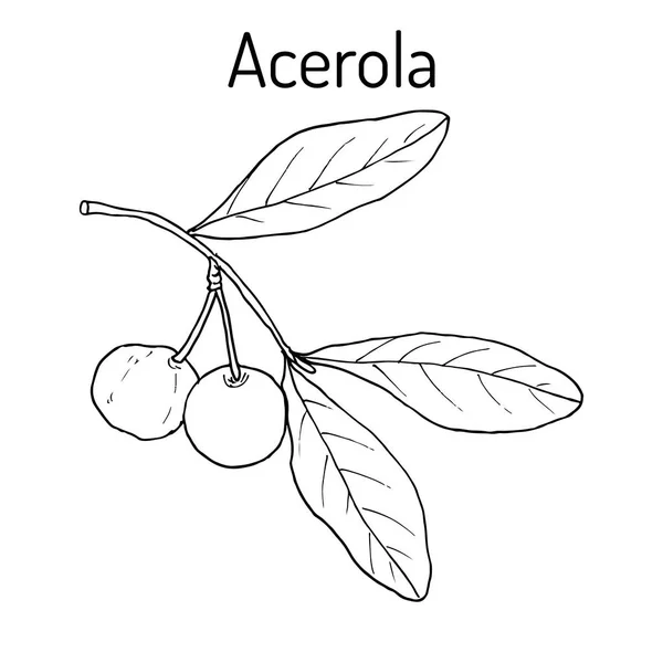 Acerola, nebo Barbados cherry, léčivé rostliny — Stockový vektor