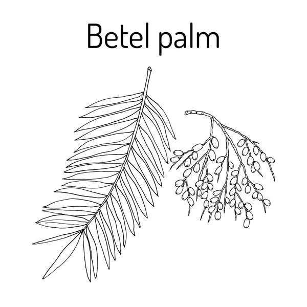 Betel palm Areca catechu, o noce indiana — Vettoriale Stock