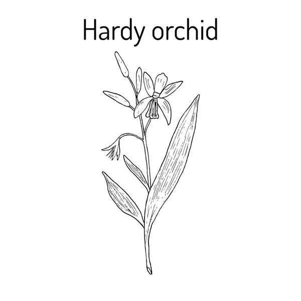 Orquídea resistente, planta medicinal — Vector de stock