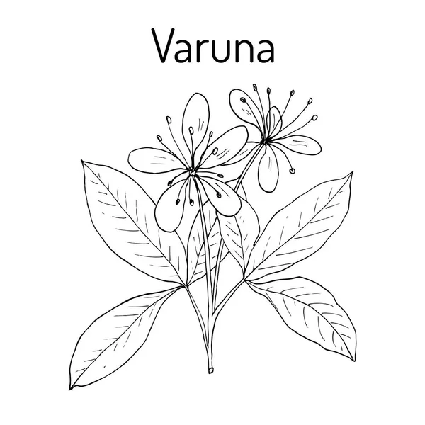 伐 Crataeva nurvula, 药用植物. — 图库矢量图片