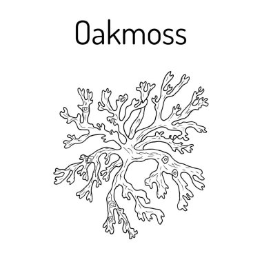 Oakmoss Evernia prunastri, şifalı bitki.