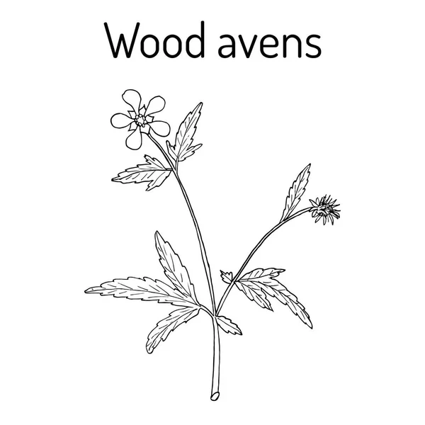 Holz avens Heilpflanze. — Stockvektor
