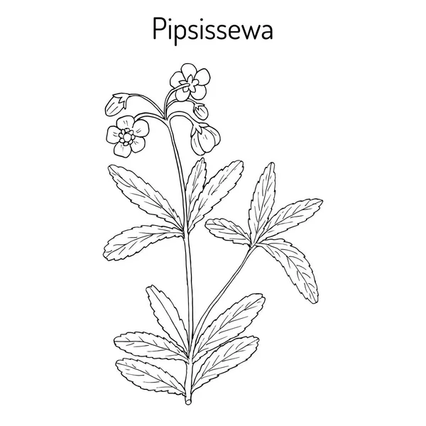 Pipsissewa Chimaphila 猪苓, 药用植物 — 图库矢量图片