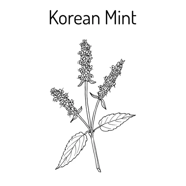 Korean mint Agastache pomarszczona, roślina lecznicza — Wektor stockowy